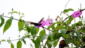Belize hummingbird at flower – Best Places In The World To Retire – International Living
